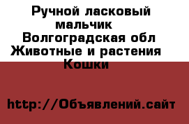 Ручной ласковый мальчик  - Волгоградская обл. Животные и растения » Кошки   